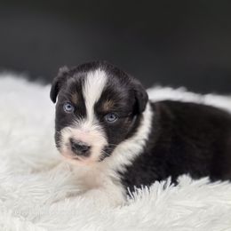 Americano - Black tri-color male Australian Shepherd puppy in Annville, Pennsylvania from Creekside Aussies LLC