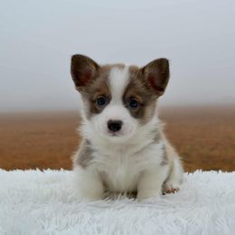 Boulder - Pembroke Welsh Corgi puppy from Half-Pint Corgis