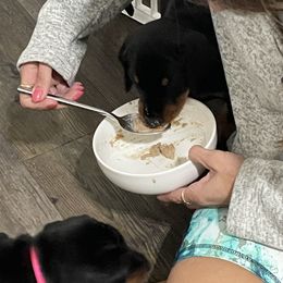 Doberman Pinscher Puppies from TeatreeDoberman