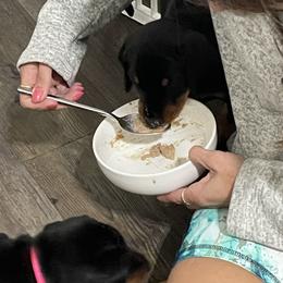 Doberman Pinscher Puppies from TeatreeDoberman