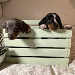 Dachshund Puppies from DachshyVerse