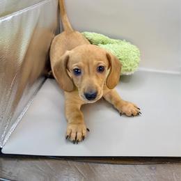 Yash - Red male Dachshund puppy in Rio Linda, California from Destiny's Mini Doxies