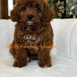 Tory - Red female Cavapoo puppy in Hesperia, California from McCraws N Paws