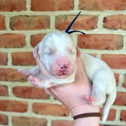 Flex - Red male Bernedoodle puppy in Denver, Pennsylvania from Greenview Puppies
