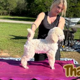 Thai - White male Poodle puppy in Tallahassee, Florida from Brivali Poodles