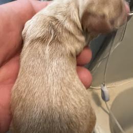 Dachshund Puppies from Witchy Woman’s Wiener’s
