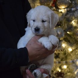 Green Collar - Light golden male Golden Retriever puppy in Stedman, North Carolina from Wise-Taylor Goldens