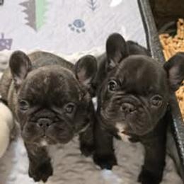 French Bulldog Puppies from Reds Frenchies