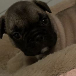 French Bulldogs from Vibez n Frenchiez LLC