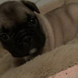 French Bulldogs from Vibez n Frenchiez LLC