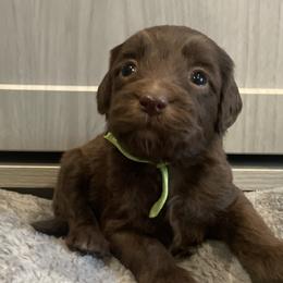 Green - Chocolate female Goldendoodle puppy in Medina, Ohio from Farmer Doodles