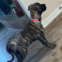 Girl 1 - female Perro de Presa Canario puppy in Madison, Ohio from Joshua's Perro de Presa Canario