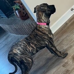 Girl 1 - female Perro de Presa Canario puppy in Madison, Ohio from Joshua's Perro de Presa Canario