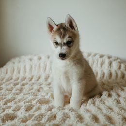 Siberian Husky Puppies from Polaire Siberians
