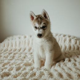 Siberian Husky Puppies from Polaire Siberians