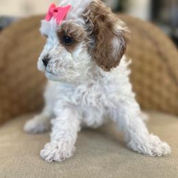Skye - Blenheim female Cavapoo puppy in West Haven, Utah from Harper Haven Cavapoos & Doodles