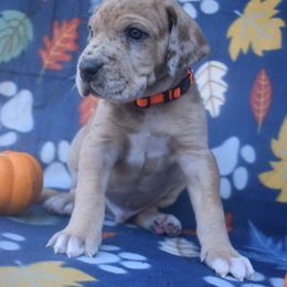 Blue Fawn Merle Male Orange Collar - Merlequin male Great Dane puppy in Alvarado, Texas from Texas Blue Danes