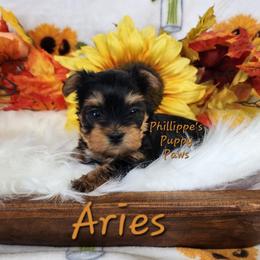Aries - Black and tan male Yorkshire Terrier puppy in Adair, Oklahoma from Phillippe's Puppy Paws