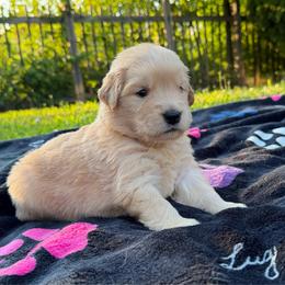 Marjorie - Golden female Golden Retriever puppy in Lebanon, Indiana from Skyland Golden Retrievers