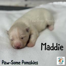 Maddie - White female Pomsky puppy in Krum, Texas from Paw-Some Pomskies