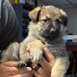 Caramello - Sable female German Shepherd puppy in Barnhart, Missouri from Combat Creek German Shepherds