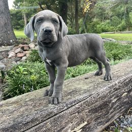 Cooper - Gray brindle male Cane Corso puppy in Brownstown, Pennsylvania from Lititz Cane Corsos