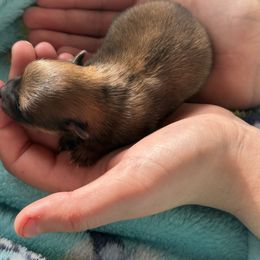 Girl - Orange sable female Pomeranian puppy in Centuria, Wisconsin from Rott'N'Frenchies