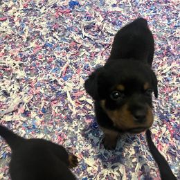 Rottweiler Puppies from Rott Nation Dog Breeding