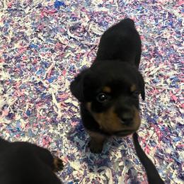 Rottweiler Puppies from Rott Nation Dog Breeding