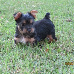 Silky Terrier Puppies from Blu Diamond