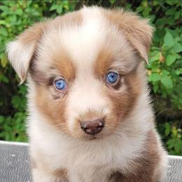 Red Merle Female - Red merle female Miniature Australian Shepherd puppy in Shelby, Michigan from Caprine Acres