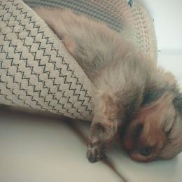 Pomeranian Puppies from Endure Farm Inc