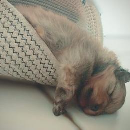 Pomeranian Puppies from Endure Farm Inc