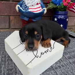 Tilly - Black and tan female Dachshund puppy in Keota, Oklahoma from Skyview Doxie Ranch