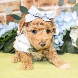 Polly - Red  female Poodle puppy in Hugo, Oklahoma from Ann R.