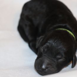 Goldendoodle Puppies from Davis Doodles