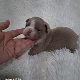 Cody - Lilac male Boston Terrier puppy in Catawba, North Carolina from Lil Wiggles Boston Terriers