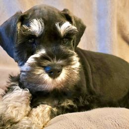 Miniature Schnauzers from Collette's Miniature Schnauzers
