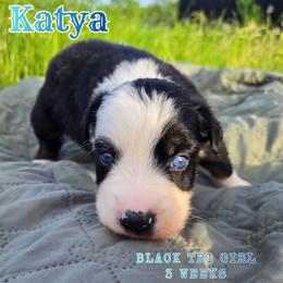Katya - Black tri-color female Australian Shepherd puppy in Abilene, Texas from S&K Aussies N' Rotties