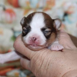 Houston 3,300 - Chocolate sabled fawn male Chihuahua puppy in Cache, Oklahoma from Charming Lil Chihuahuas