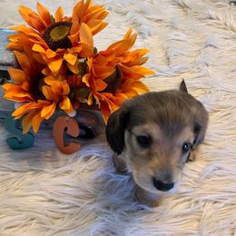 Dachshund Puppies from Sugar Creek Mini Doxies