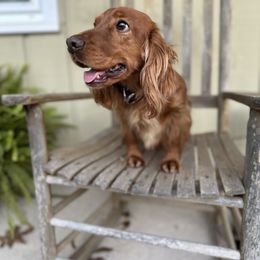 English Cocker Spaniel puppies from Chapman Bird Dogs