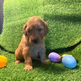 Elizabeth - Dark golden female Golden Retriever puppy in Sandy, Oregon from Treasured K-9s