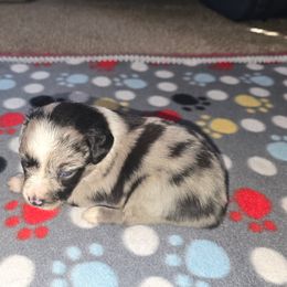 Dasher - Blue merle male Miniature Australian Shepherd puppy in Arlington, Texas from CopperHead Aussies