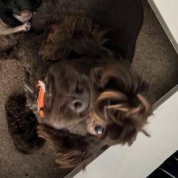 Dayna - Cocker Spaniel