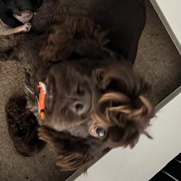 Dayna - Cocker Spaniel