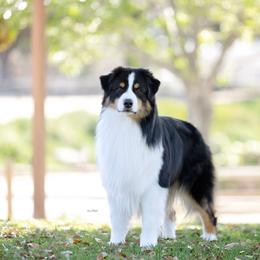 Dokken - Australian Shepherd