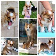 Girl 3 - Red and white Icelandic Sheepdog puppy in Osprey, Florida from Seabreeze Icelandics
