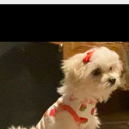Morkie Puppies from My Precious Pups