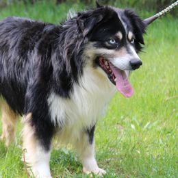 Shiner - Miniature Australian Shepherd
